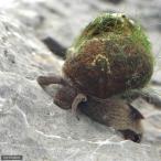 ▼ヒメタニシ（１０匹）