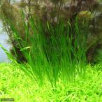 ■スクリューバリスネリア（５株）