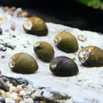 ▼石巻貝（２０匹）