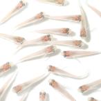 ▼白メダカ（１２匹）