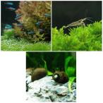 ▼カージナル・テトラ（ワイルド）（２０匹）＋コケ対策セット