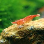 ▼《お１人様１点限り》チェリーレッドシュリンプ（１８匹）