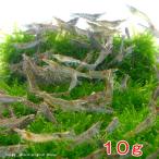 ▼ミナミヌマエビ（１０ｇ）