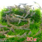 ▼ミナミヌマエビ（３０ｇ）