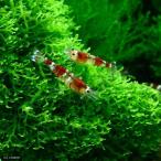 ▼ビーシュリンプ（赤）（１０匹）