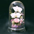 プリザーブドフラワー花和風胡蝶蘭とチュベローズのドーム入アレンジ蝶々