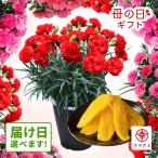 母の日 花 カーネーション スイーツセット