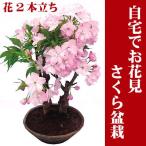 【２月中旬以降のお届け】開花直前【さくら盆栽】自宅でお花見♪