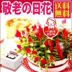 2013母の日 花とスイーツギフト