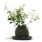 苔玉　初雪カズラ　天然ハイゴケ　小玉