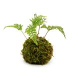 苔玉　トキワシノブ　天然ハイゴケ　小玉