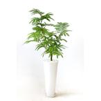 ネムノキ・観葉植物・送料無料・エバーフレッシュ（アカサヤネムノキ）白陶器入り）