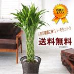 観葉植物 インテリア 送料無料 幸せのラッキーミリオンバンブーサンデリアーナゴールド　7号(鉢カバー選べます）