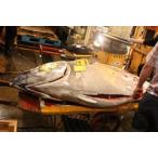 極上本まぐろ６０キロ