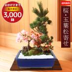 盆栽：桜・五葉松寄せ*