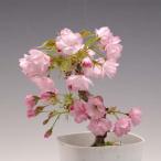 苗：一才桜(プラスチックポット入り）*（春に開花）（鉢に植え替えサービスもあり）