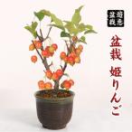 中品盆栽：姫りんご(瀬戸焼 )*