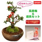 【敬老の日にオススメ】ミニ盆栽：長寿梅(瀬戸鉢)と道具セット*
