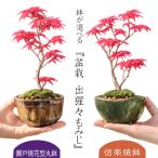 【敬老の日にオススメ】小品盆栽：出猩々もみじ(信楽焼鉢)*