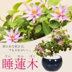 盆栽：睡蓮木(信楽焼鉢）*