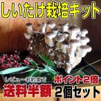 しいたけ栽培菌床ブロック　【2個セット】（キノコ栽培/椎茸/ゆさ農園）