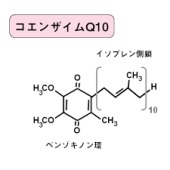 コエンザイムQ10