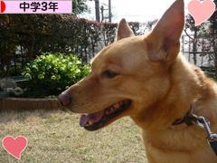 にほんブログ村 中学生日記ブログ 中学３年生へ