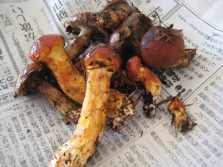 クリックすると新しいウィンドウで開きます