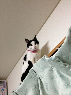 キャットタワー