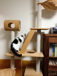 キャットタワー