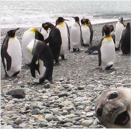 seal seal