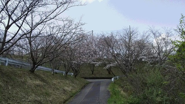 桜2019春.JPG