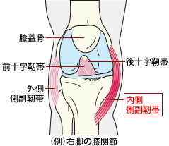 「膝　内側側副靭帯」の画像検索結果