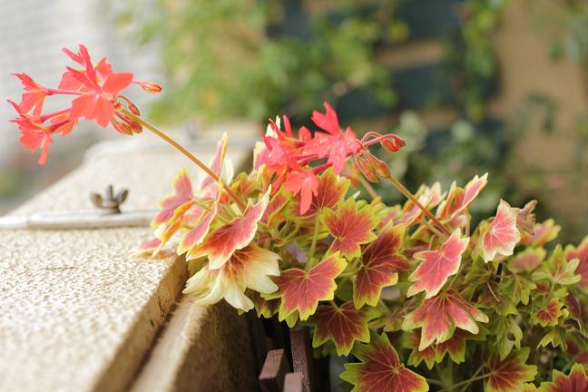 ゼラニウムの園芸品種 名前のように もみじに似ているモミジバゼラニウム 広島のガーデンコーディネーター ゆっこの庭 寄せ植え教室