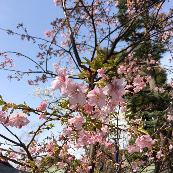 上野公園　五條天神社　桜