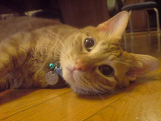 ファイル 5-1.jpg