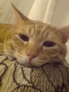 ファイル 7-1.jpg