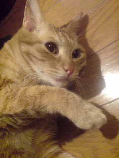 ファイル 8-1.jpg