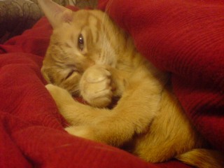 ファイル 9-1.jpg