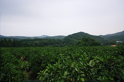 みかん大福