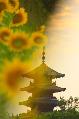 桃太郎ぶどう