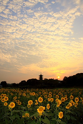 桃太郎ぶどう