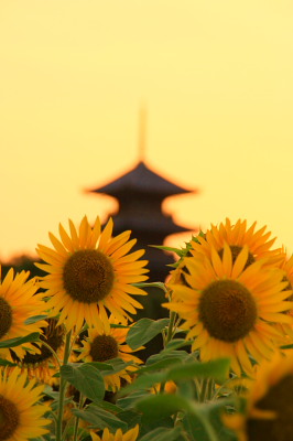 桃太郎ぶどう