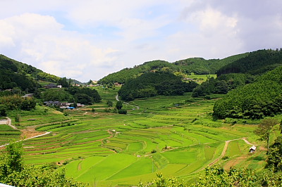 桃太郎ぶどう