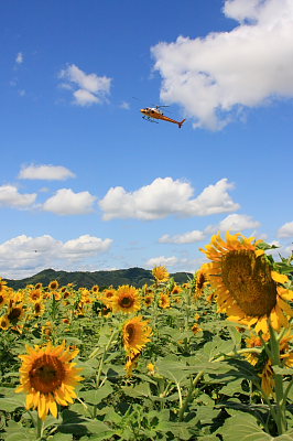 桃太郎ぶどう