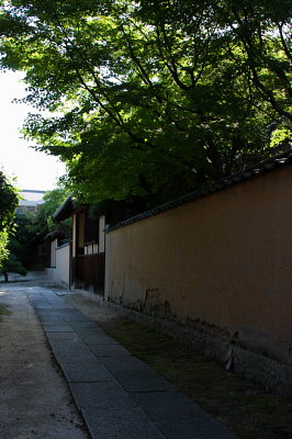 桃太郎ぶどう
