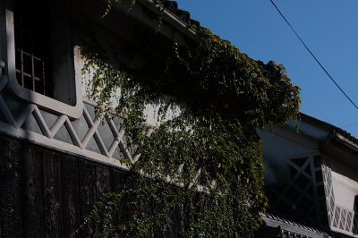 桃太郎ぶどう