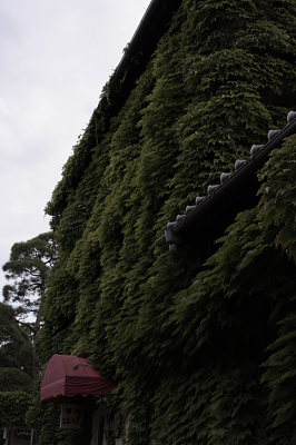 桃太郎ぶどう