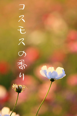 桃太郎ぶどう