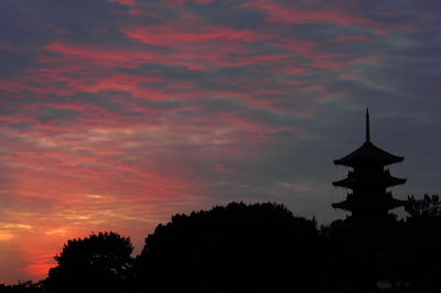 桃太郎ぶどう